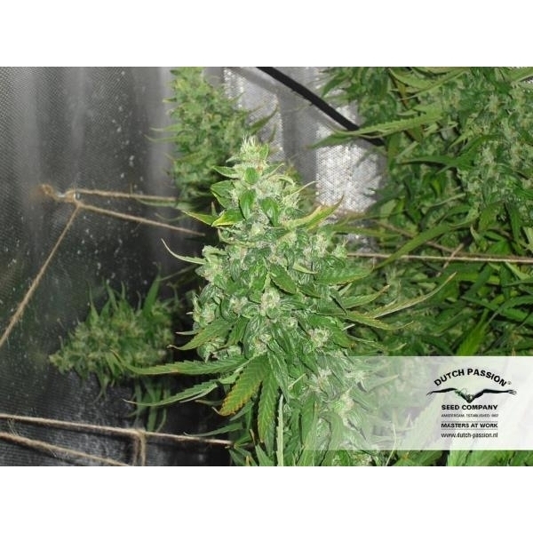 Auto Xtreme (Dutch Passion) feminisiert