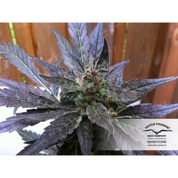 Auto Xtreme (Dutch Passion) feminisiert