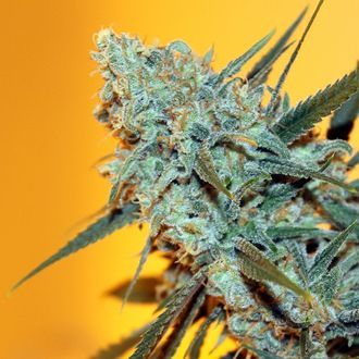 Criminal+ (Ripper Seeds) feminisiert Criminal+ (Ripper Seeds) feminisiert