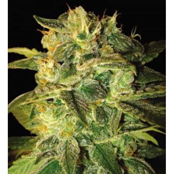 Sugar Mango Ryder Automatic (World Of Seeds) feminisiert