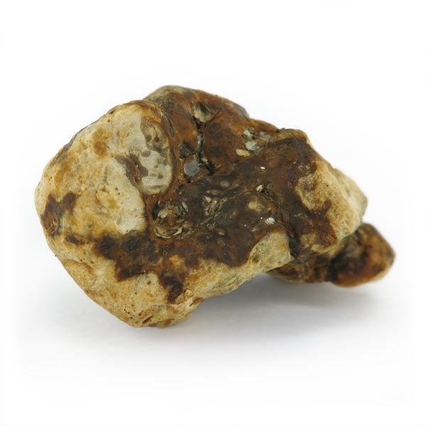 Atlantis Magische Trüffel