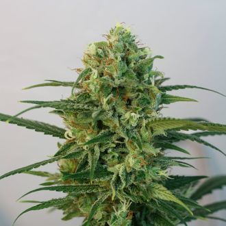 Toxic (Ripper Seeds) feminisiert Toxic (Ripper Seeds) feminisiert