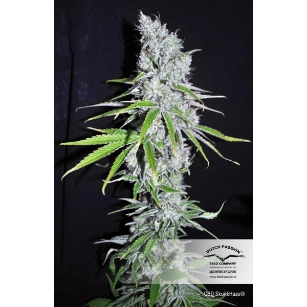 CBD Skunk Haze (Dutch Passion) feminisiert