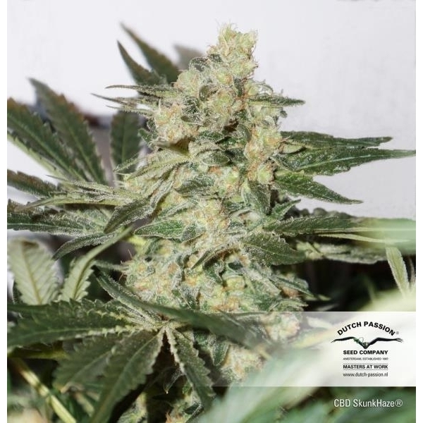 CBD Skunk Haze (Dutch Passion) feminisiert