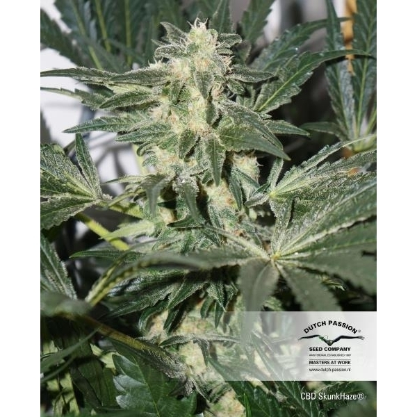 CBD Skunk Haze (Dutch Passion) feminisiert