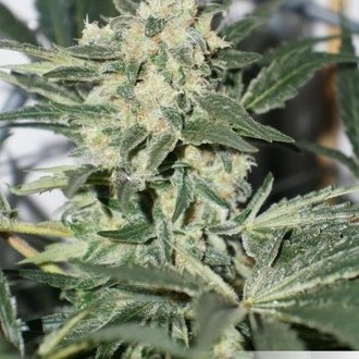 CBD Skunk Haze (Dutch Passion) feminisiert