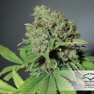 CBD Skunk Haze (Dutch Passion) feminisiert