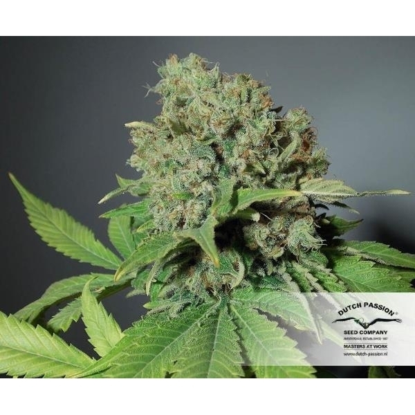 CBD Skunk Haze (Dutch Passion) feminisiert