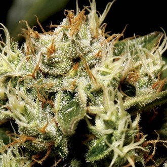 Yumbolt (CBD Seeds) feminisiert Yumbolt (CBD Seeds) feminisiert