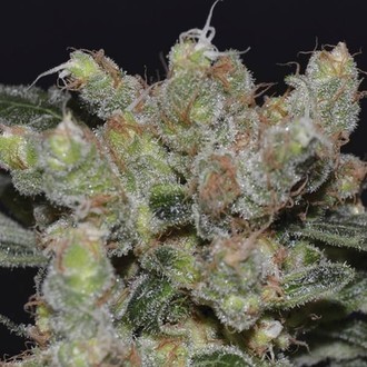 Zen (CBD Seeds) feminisiert Zen (CBD Seeds) feminisiert