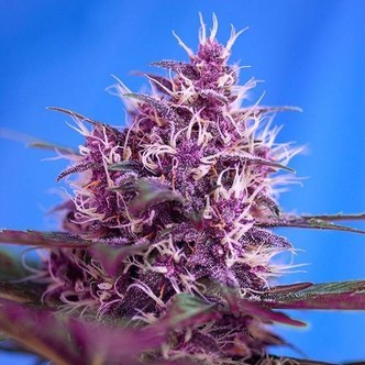 Red Poison Auto (Sweet Seeds) feminisiert