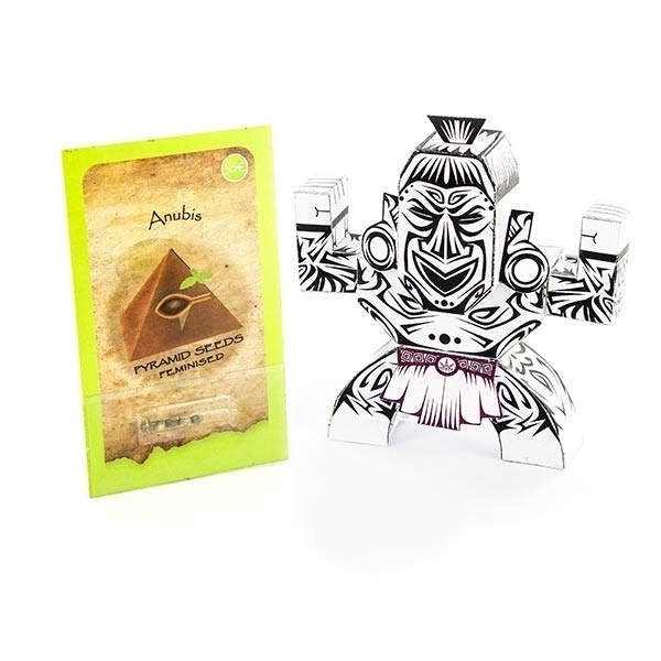 Anubis (Pyramid Seeds) feminisiert