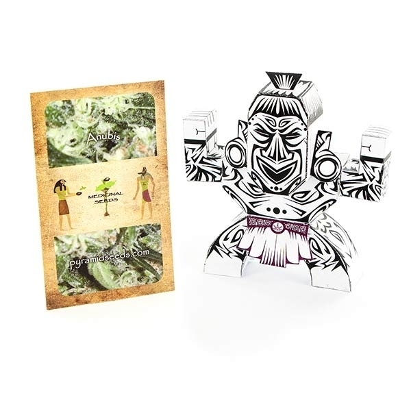 Anubis (Pyramid Seeds) feminisiert