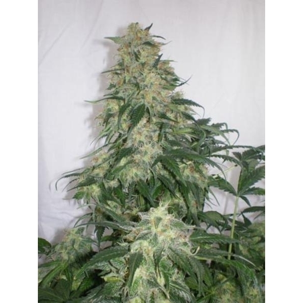 Amnesia Bilbo (Genehtik Seeds) feminisiert
