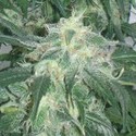 Amnesia Bilbo (Genehtik Seeds) feminisiert