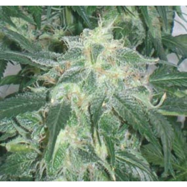 Amnesia Bilbo (Genehtik Seeds) feminisiert