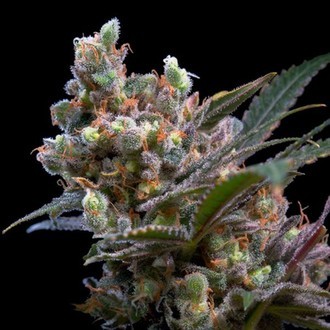 Kritikal Bilbo (Genehtik Seeds) feminisiert Kritikal Bilbo (Genehtik Seeds) feminisiert