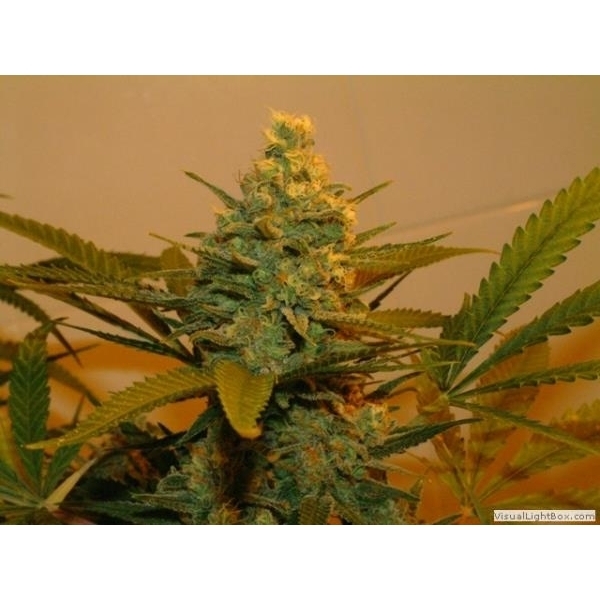 Kritikal Bilbo (Genehtik Seeds) feminisiert