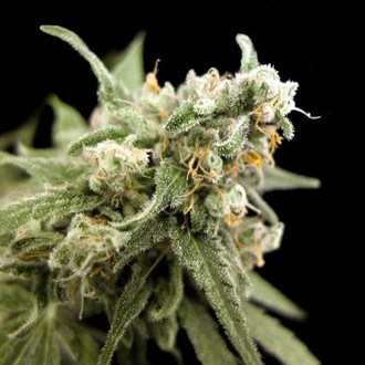 Kritikal Bilbo (Genehtik Seeds) feminisiert