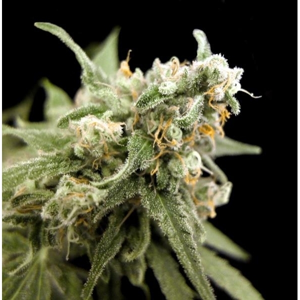 Kritikal Bilbo (Genehtik Seeds) feminisiert