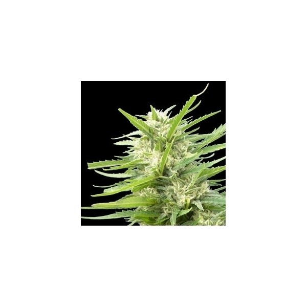 Kritikal Bilbo x AK-47 (Genehtik Seeds) feminisiert