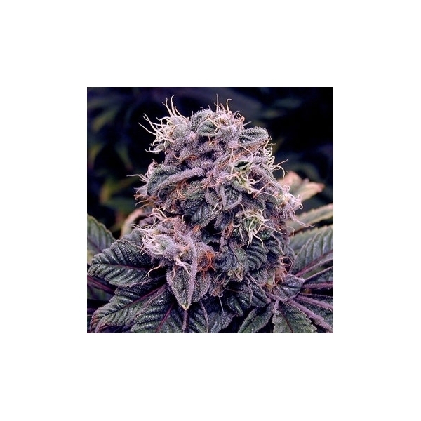 Blue Berry (Spliff Seeds) feminisiert