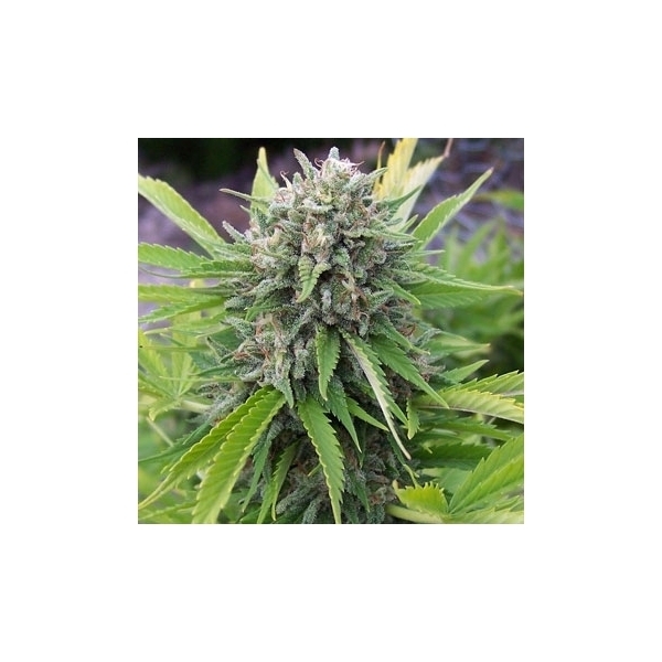Bubblegun (Spliff Seeds) feminisiert