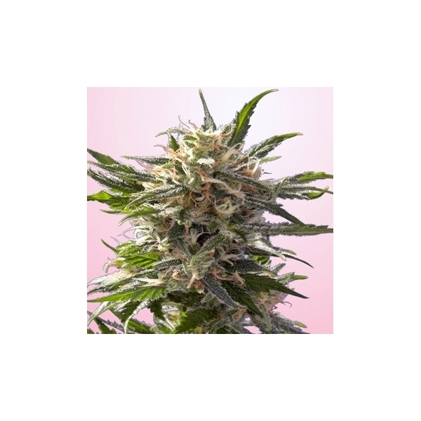 Crystal White (Spliff Seeds) feminisiert