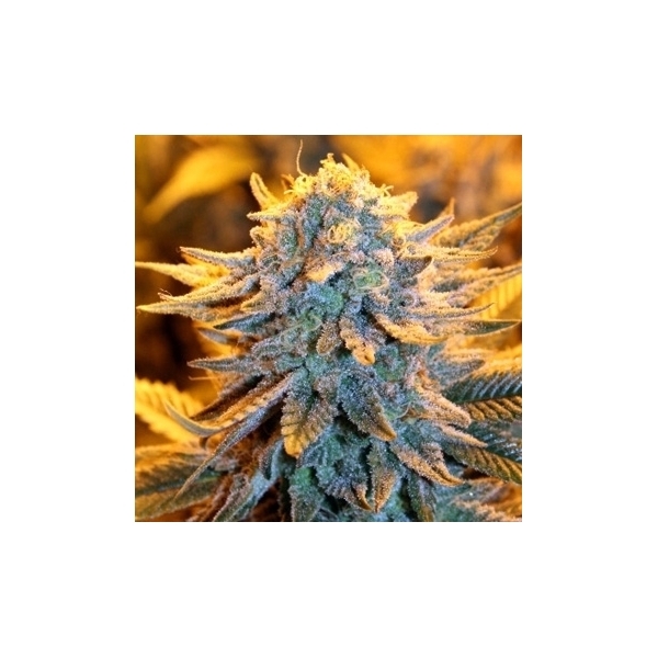 Dutch Automatic (Spliff Seeds) feminisiert