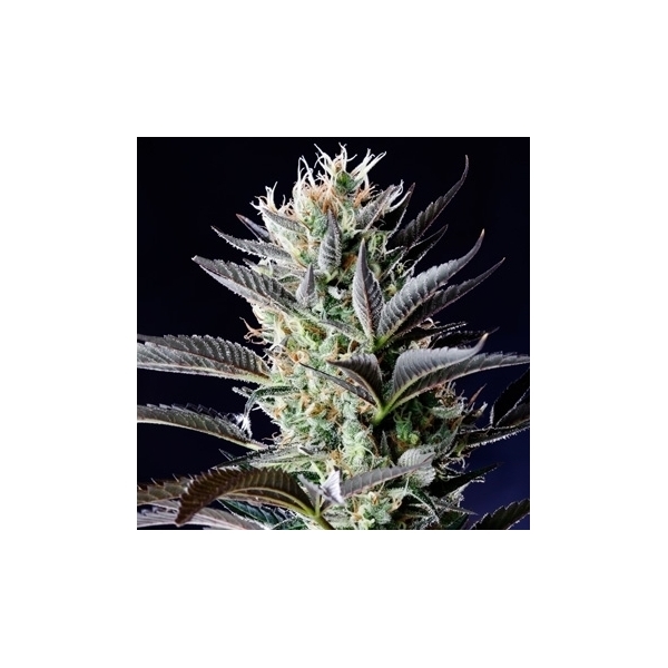 Dutch Blue Automatic (Spliff Seeds) feminisiert