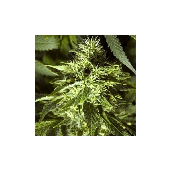 Fast Bud Outdoor (Spliff Seeds) feminisiert