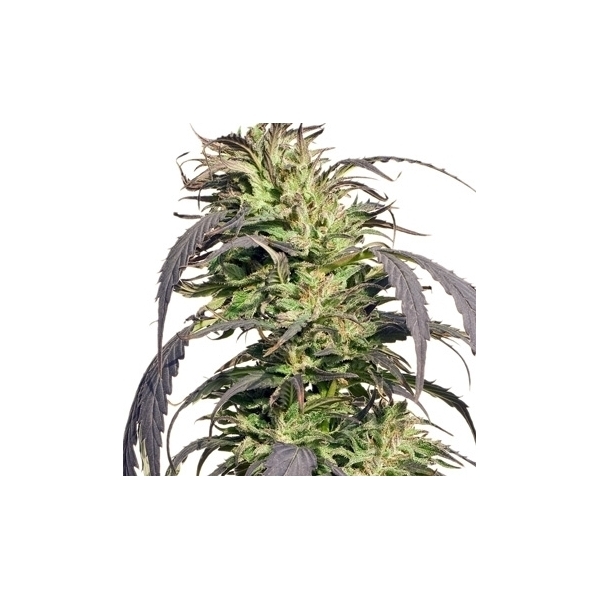 Gold Rush Outdoor (Spliff Seeds) feminisiert