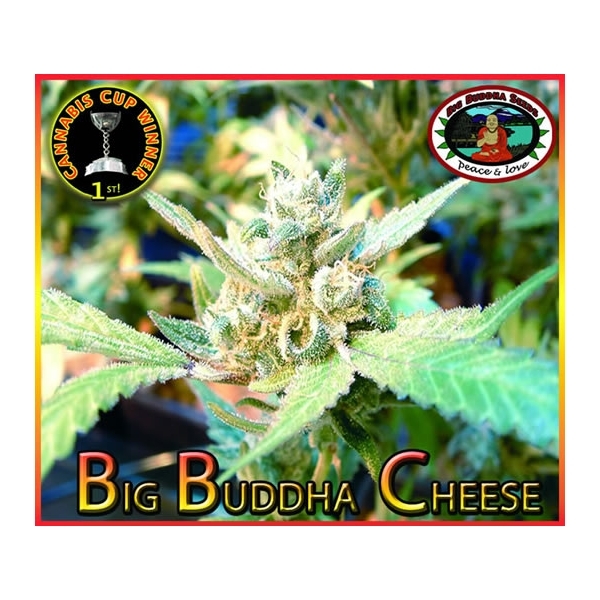 Big Buddha Cheese (Big Buddha Seeds) feminisiert