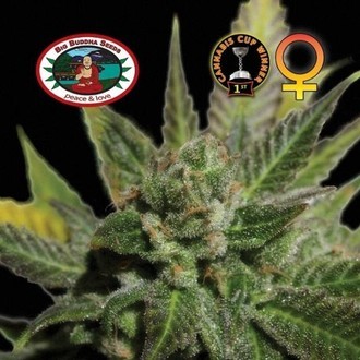 Big Buddha Cheese (Big Buddha Seeds) feminisiert Big Buddha Cheese (Big Buddha Seeds) feminisiert