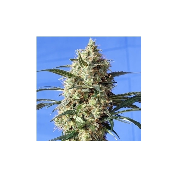Snow White (Spliff Seeds) feminisiert