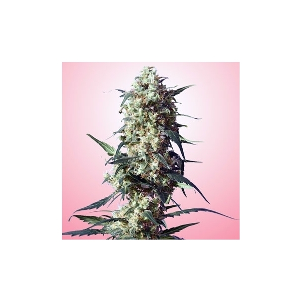 Spliff's Strawberry (Spliff Seeds) feminisiert