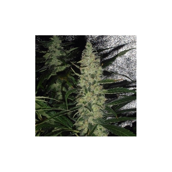 Super Skunk (Spliff Seeds) feminisiert