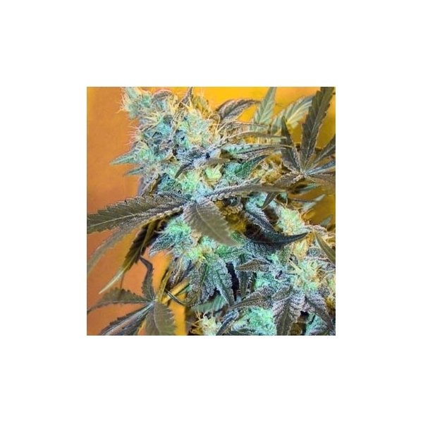 White Widow (Spliff Seeds) feminisiert