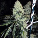 Deadhead OG (Cali Connection) feminisiert