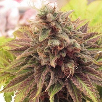 Chem Valley Kush (Cali Connection) feminisiert Chem Valley Kush (Cali Connection) feminisiert