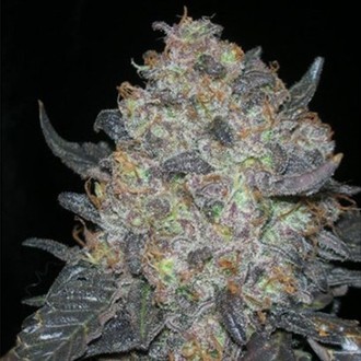 Blackwater (Cali Connection) feminisiert Blackwater (Cali Connection) feminisiert