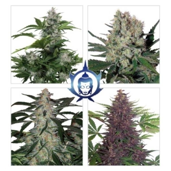 Assorted Auto (Buddha Seeds) feminisiert