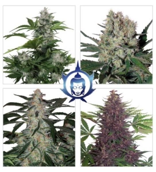Assorted Auto (Buddha Seeds) feminisiert