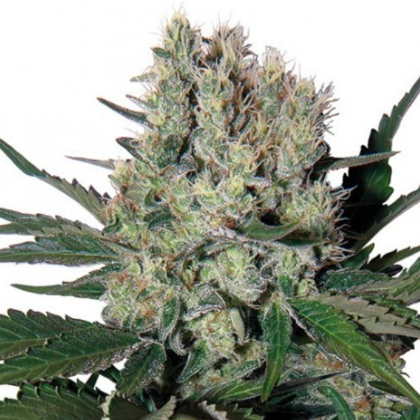 Syrup Auto (Buddha Seeds) feminisiert