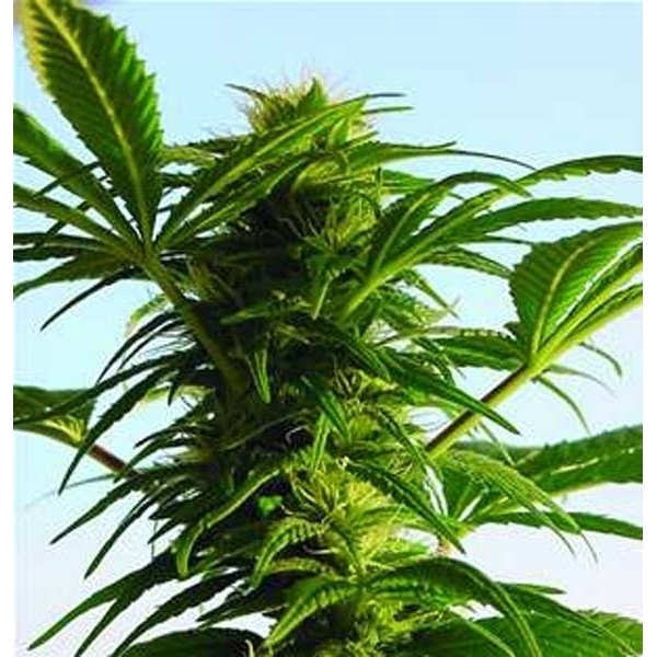Mega Power Plant (Spliff Seeds) feminisiert