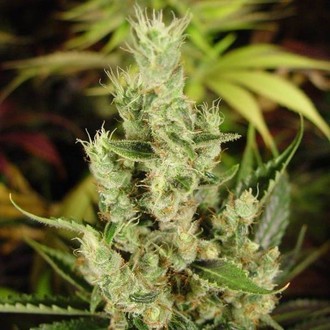 Amnesia Haze (Soma Seeds) feminisiert Amnesia Haze (Soma Seeds) feminisiert