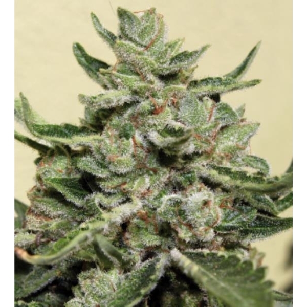 White Dwarf (Buddha Seeds) feminisiert