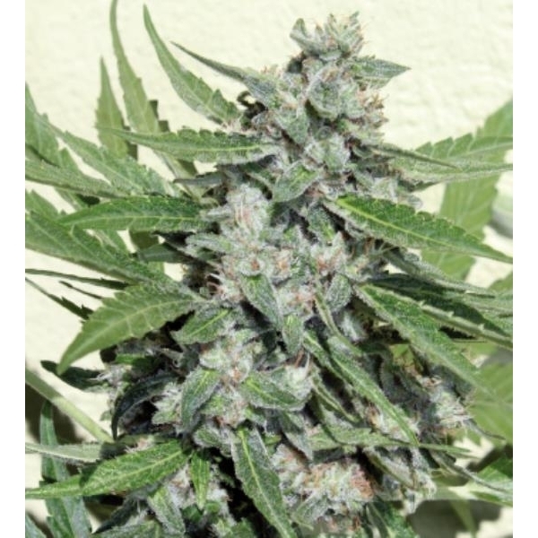 White Dwarf (Buddha Seeds) feminisiert