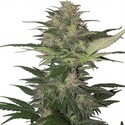 Red Dwarf Auto (Buddha Seeds) feminisiert