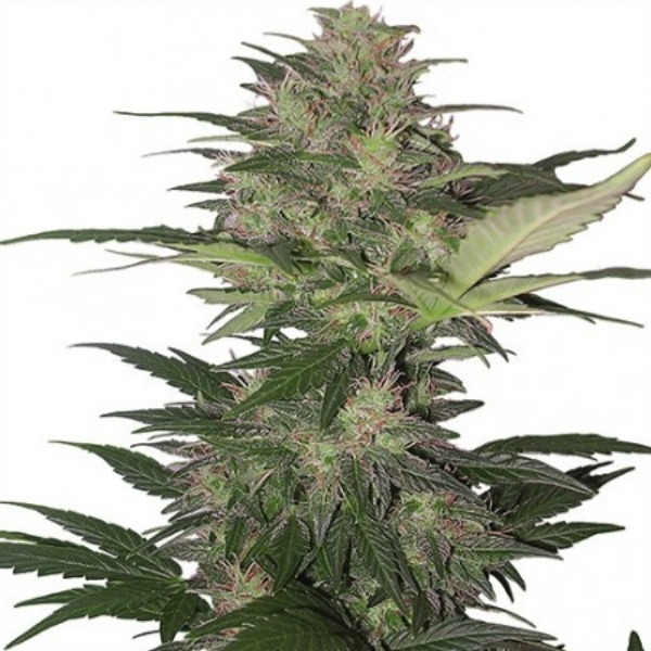 Red Dwarf Auto (Buddha Seeds) feminisiert